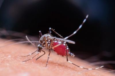 Casos de morte por dengue aumentam 5 vezes em relação ao ano passado