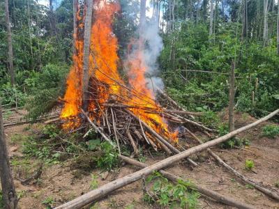 Operação da PF erradica plantações de maconha no Maranhão