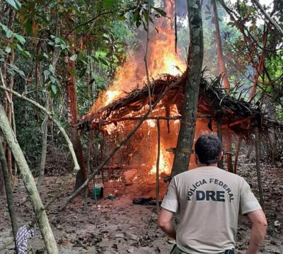 Operação da PF erradica 85 mil pés de maconha no Maranhão